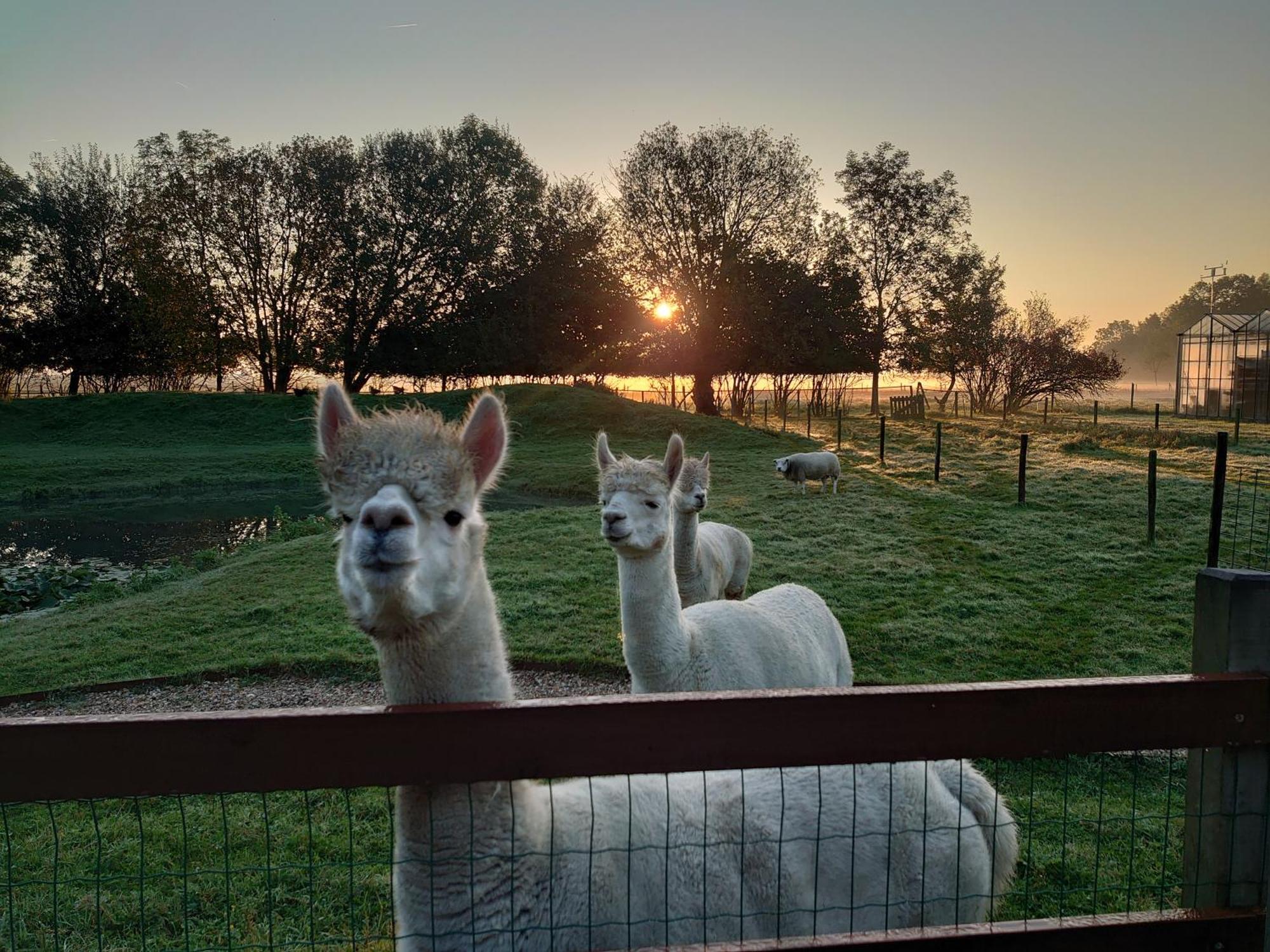 Hof Van Maldegem Kortgene Dış mekan fotoğraf
